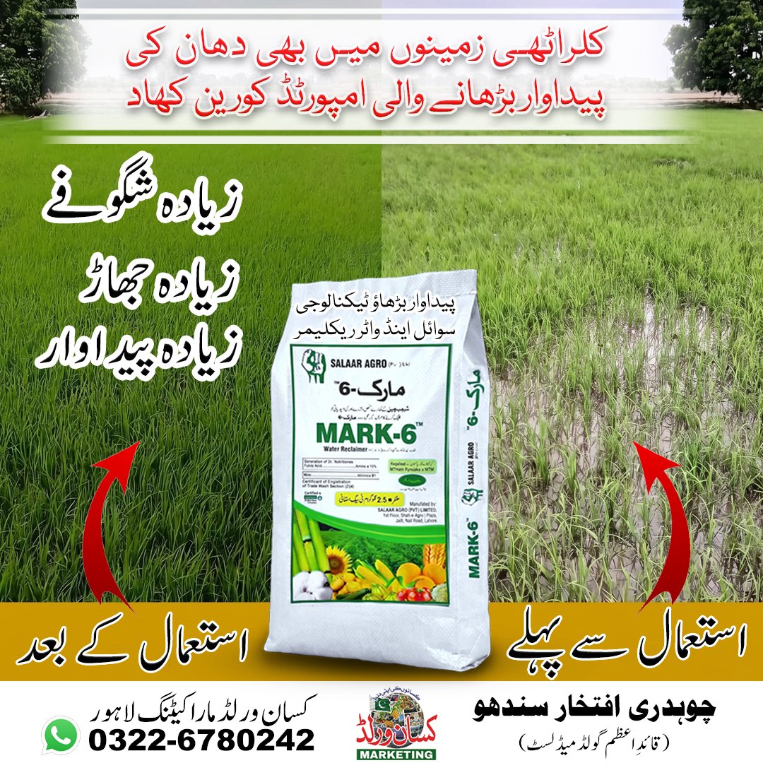 Mark6 Fertilizer before and after results on rice (Dhaan) crop – increased growth, branching and yield in Pakistan