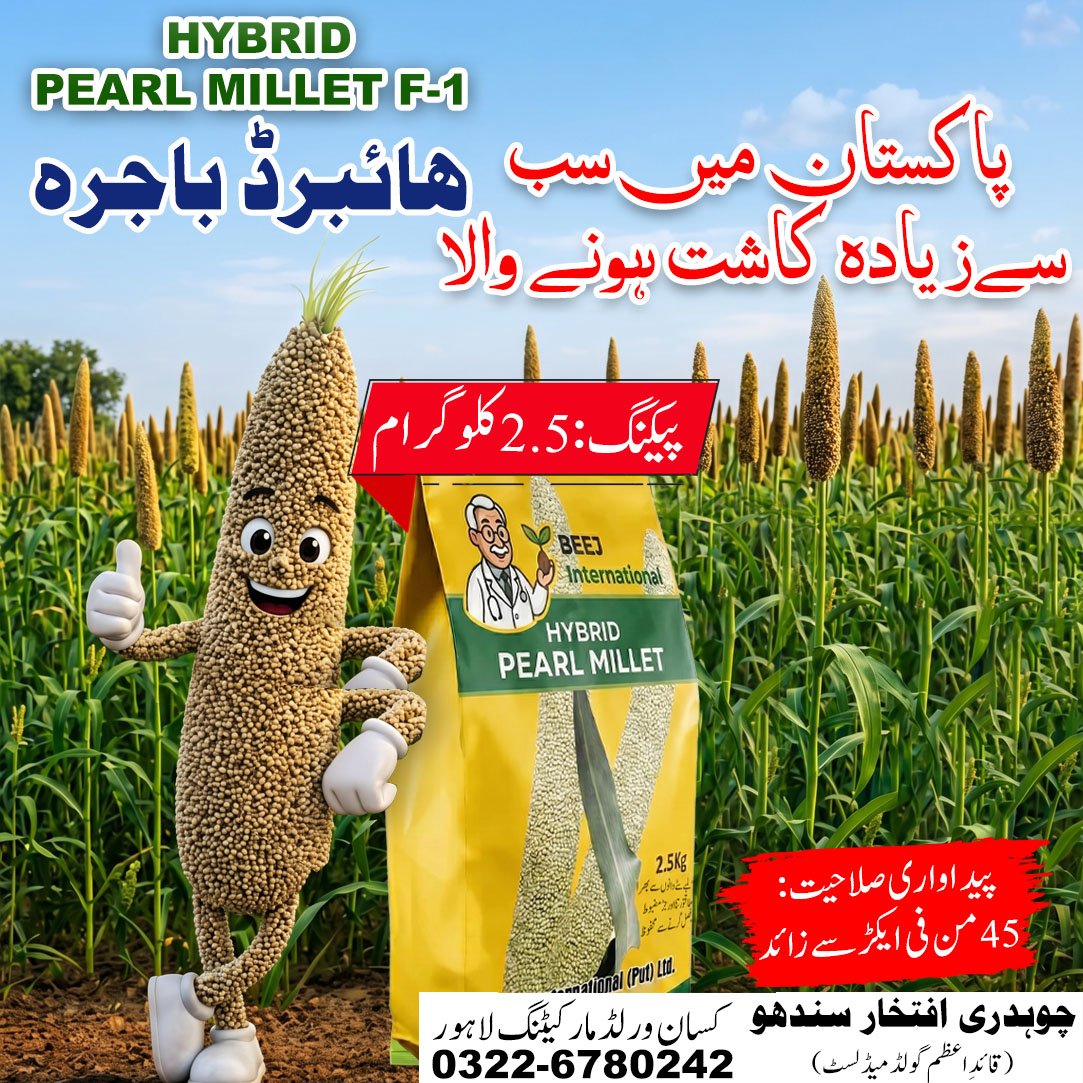 Hybrid Pearl Millet Seeds 2.5kg Price in Pakistan | KisanWorld