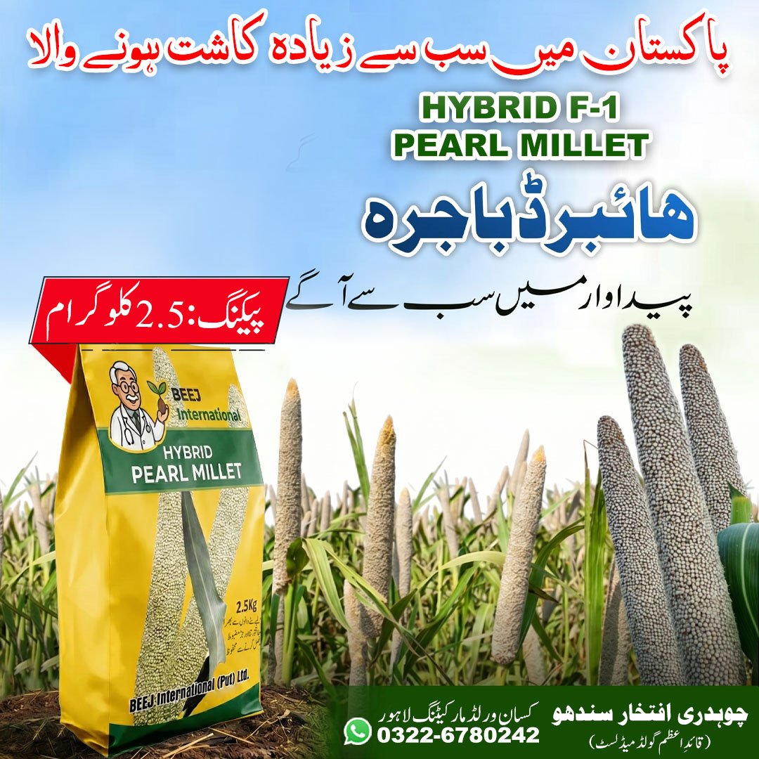 Hybrid Pearl Millet Seeds 2.5kg Price in Pakistan | KisanWorld
