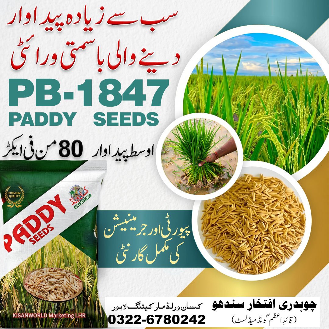 Basmati PB-1847 Paddy Seeds 20kg premium quality bag by KisanWorld Marketing Lahore - disease resistant high yield aromatic basmati rice variety Pakistan