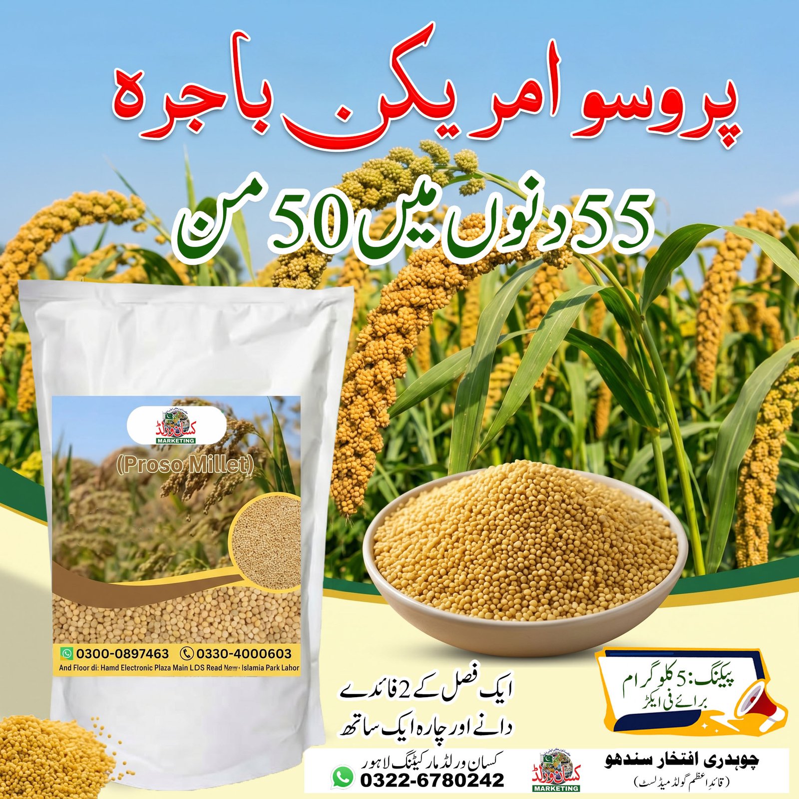Proso American Millet 5KG premium quality American millet grains for bird feed, livestock feeding and grain production in Pakistan