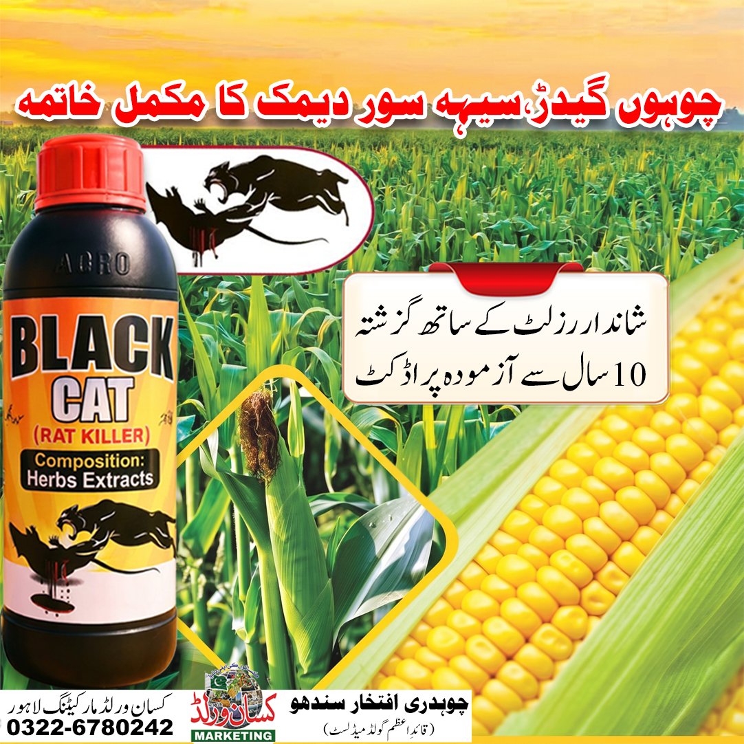 Black Cat Rat Killer 1 litre - complete solution for rats, porcupines and termites, trusted product for 10 years in Pakistan