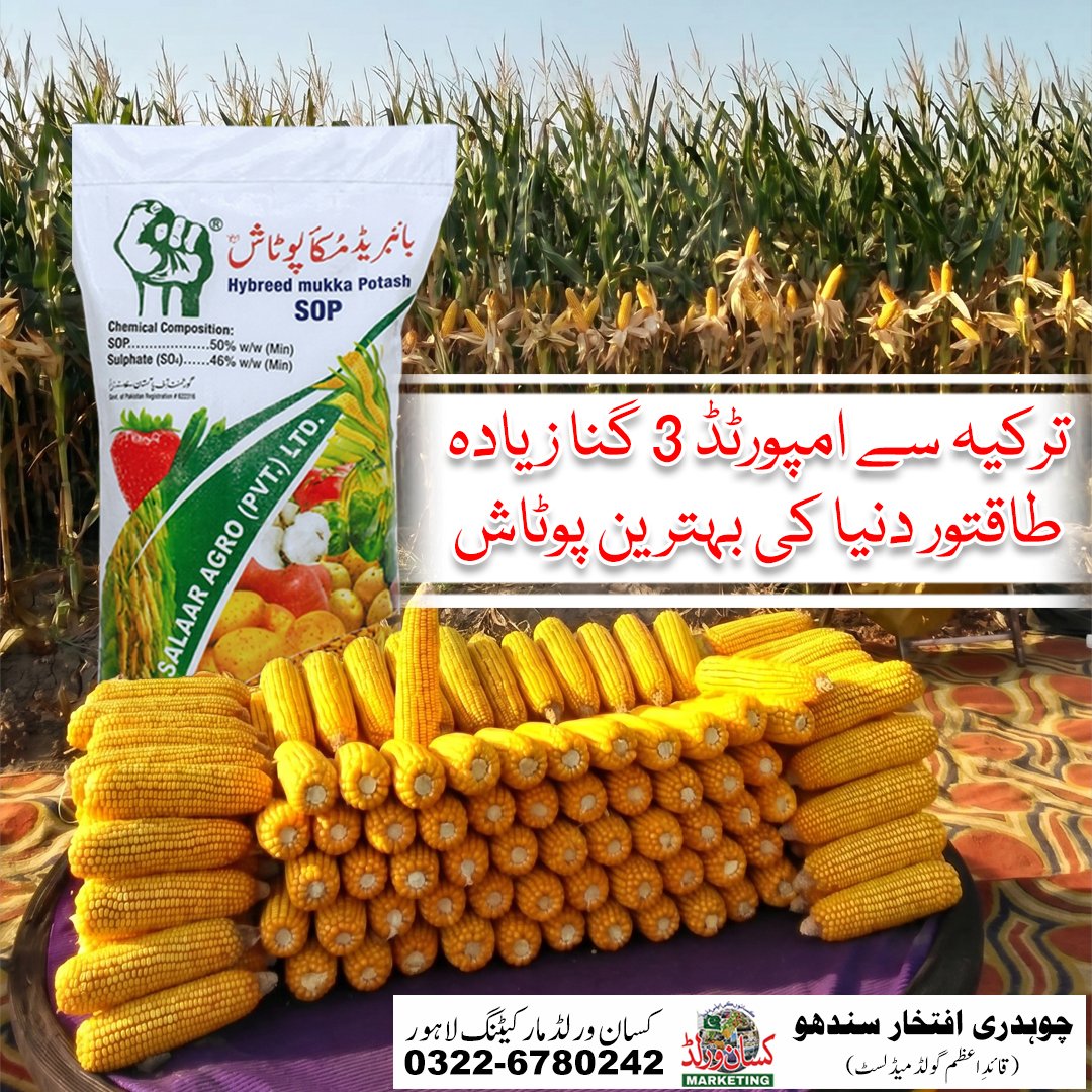 Hybreed Mukka Potash SOP 25kg - imported Turkish potash for longer, heavier and Mize yield in Pakistan